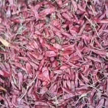山西忻州辣椒大量上市，品种有北京红，望都椒，高辣艳椒，北