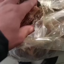 羊肚菌干货