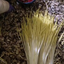 定州蒜黄现以上市要的联系我