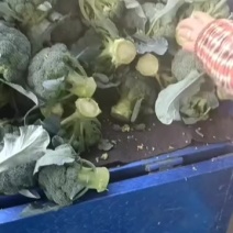 精品西兰花大量供应中