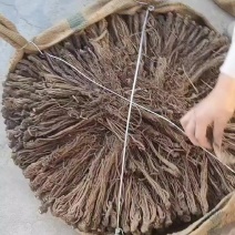 甘肃岷县当归新货全干个子无硫当归中货