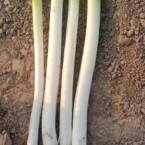 河南钢葱小魏实力代办，铁杆大葱，钢葱，铁杆大葱