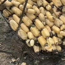 产地直发莲藕3735飘花莲藕白莲藕藕节均匀圆润皮色白新鲜