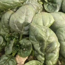 大棚趴地菠菜中棵每天都有货欢迎各位客商联系