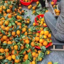沃柑
