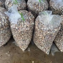 云南大茨菇小慈菇中号茨菇蓝白产地直销快递整车物流全国发货