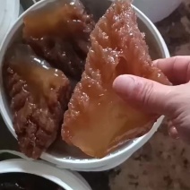 山东渤海湾大角（嘎嘣脆）