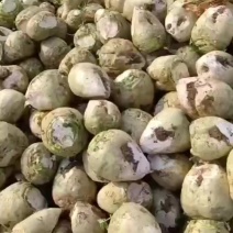 滨州惠民芥菜疙瘩十一月份大批量供应，欢迎新老客户洽谈合作