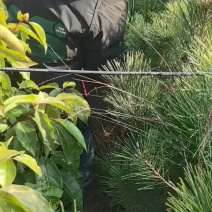 苗圃直供黑松杯苗造型黑松移栽苗根系好易成活适应性强价实惠