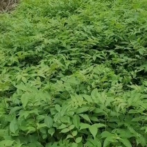 川黄柏苗比同类其它长的快皮厚药用价值高易成活见效快