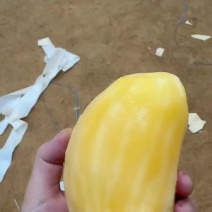 雪莲果社区团购，一件代发大量发货，当天订单次日发货