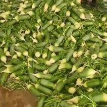新鲜萝卜，脆嫩可口，营养丰富，健康美味，尽在您的餐桌！
