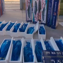 黄金鲅鱼都在我这里批发的***********