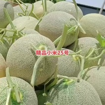 【精品】产地甘肃民勤晓蜜25哈密瓜可看视频整车代发！