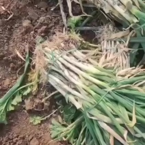 钢葱河南产区有货，价格美丽，支持电商，市场