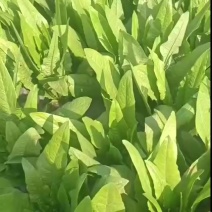 油麦菜