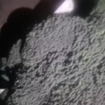宁远县新鲜西兰花，绿色健康，营养丰富，现摘现卖，欢迎选购！