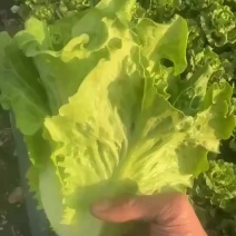 意大利生菜300亩大基地直销