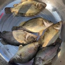 成品鳜鱼出售