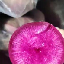 沙土凤梨罗卜，冰淇淋罗卜基地，电商，市场货源充足，