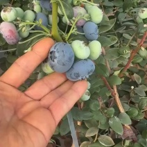 花香25蓝莓大量下果