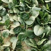 大棚趴地菠菜