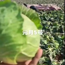 甘蓝