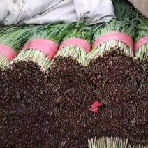 头茬韭菜大量有货