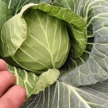 精品小甘蓝兰产地大量供货，批发商，进出口贸易。