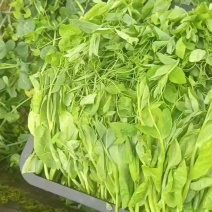 豌豆苗