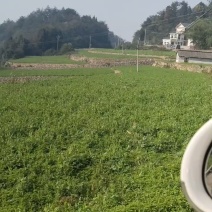 贵州高山豌豆苗