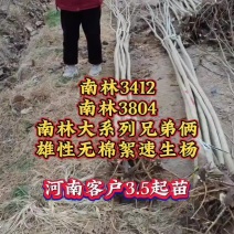 无絮速生杨树苗