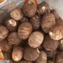 芋头种，8520，豆包芋头种，抗病毒，产量高代发全国
