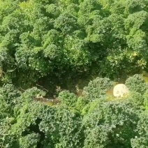 羽衣甘蓝基地直供