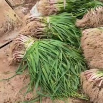 精品红根蒜苗产地直供