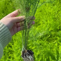 杂交一代芦笋苗荷塘月色高产抗病，成活率高，现挖现发
