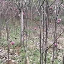 玉兰花