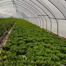 专业生菜