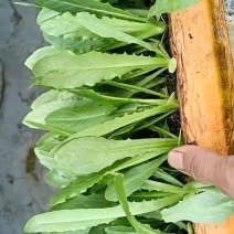 油麦菜苗子产地直发，苗子青秀量大优惠，快点来选购吧