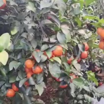 砂糖橘基地供货，全国运输，量大从优，诸位老板需要电话