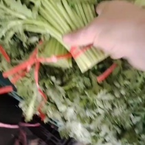 精品茼蒿杆一手货源现货速发万亩基地可视频看货