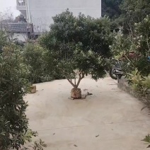 杨梅树苗