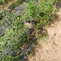 土地转让