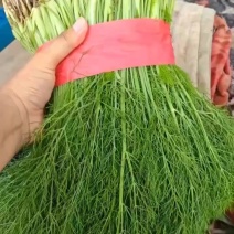 精品茴香