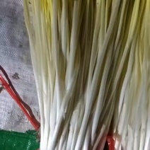 大量上市，棚头现割，质优价廉，还行订购