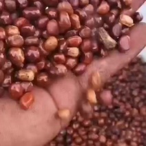 【平台力荐】赤芍种子，今年新种子，发芽率高，提供种植技术