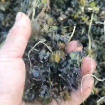 麦黄草