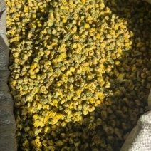 精品杭白菊，胎菊朵花批发
