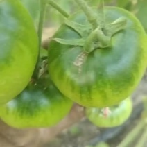 盘锦草莓柿子