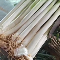 铁杆大葱